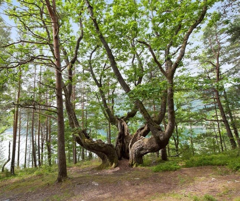 Vila Hardanger Feriesenter Neshagen Norheimsund Exteriér fotografie